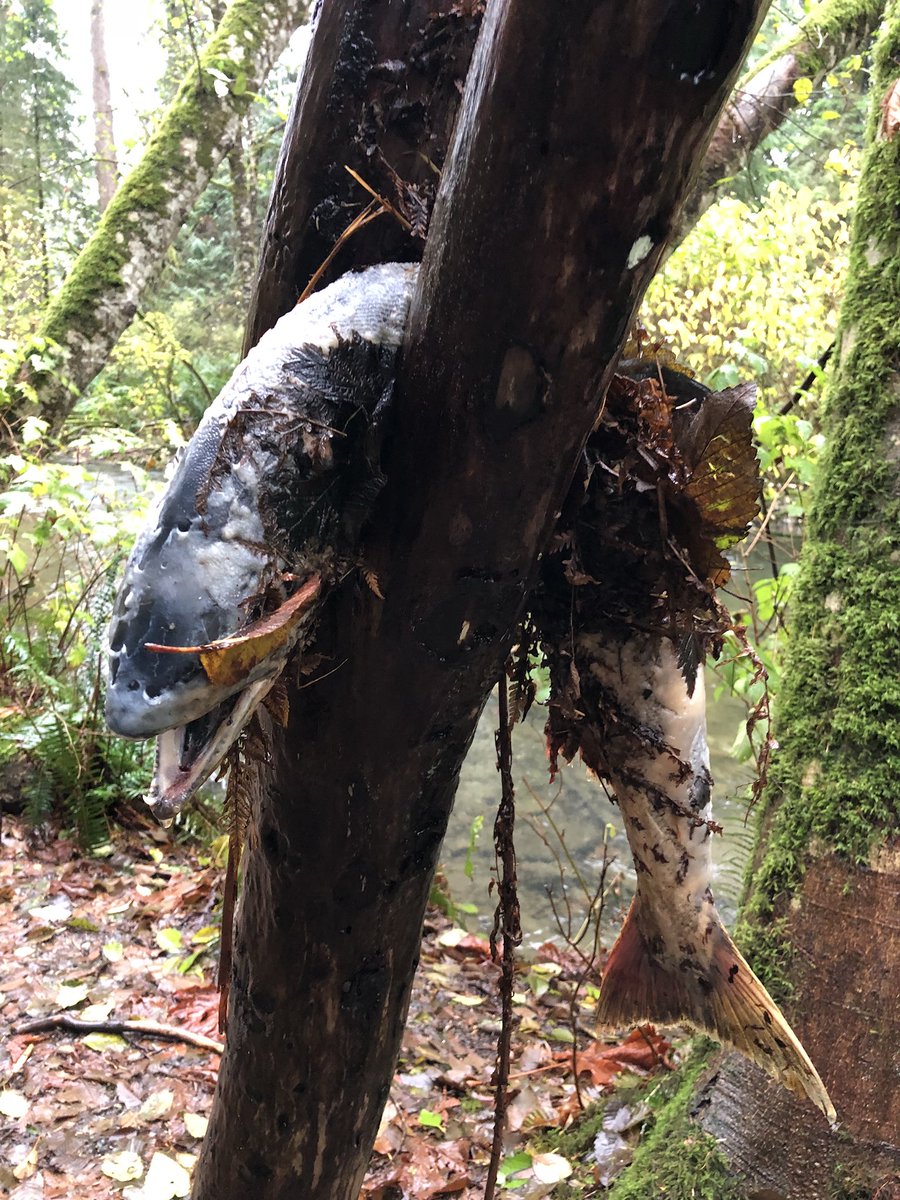 Islandjoyrides's tweet photo. Anyone know why there are #fish in the trees - and all over the paths - far away from the river on the trails in #campbellriver ? https://t.co/l5Z0Ps4nGB
