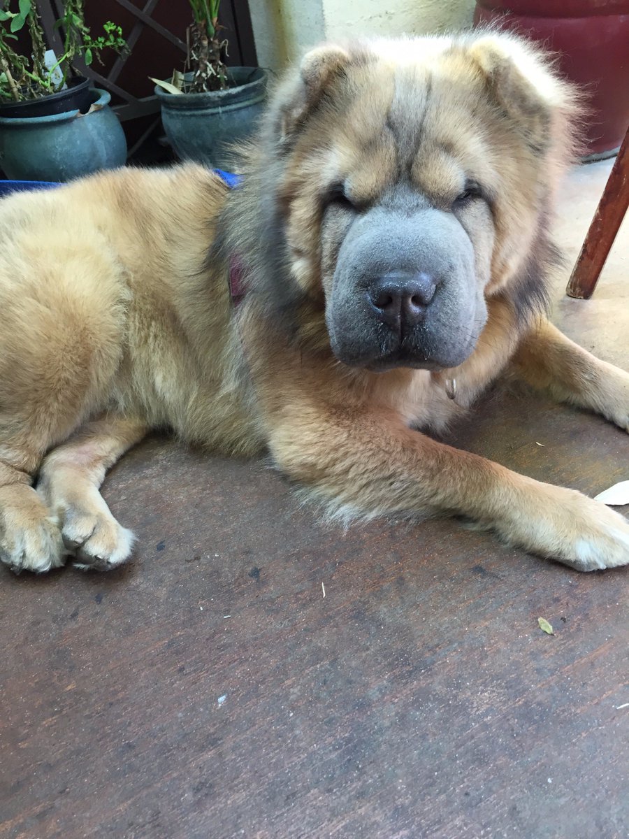 bear fur shar pei