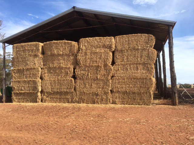 FeedCentralPL's tweet photo. Some great lines of new season hay available as well as old season product priced to clear!
Have a look at 'What's For Sale @ Feed Central' here: https://t.co/4PN44IFqTH #harvest17 #hayforsale #fodder17 https://t.co/Sg7wD4xyEF