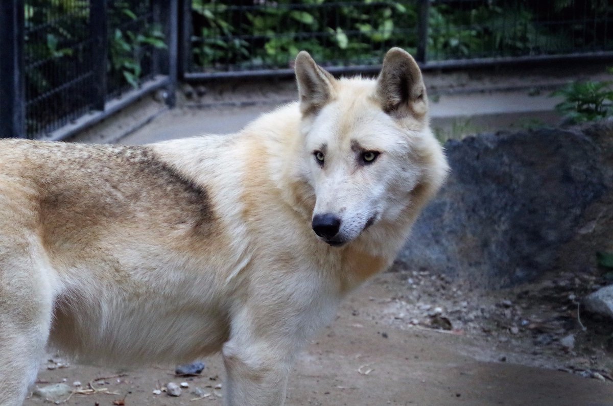 鹿児島市平川動物公園 シンリンオオカミのメス ミナ 九州でオオカミに会えるのは当園だけです ぜひ会いにきてください 来年の干支は 戌 写真を撮って年賀状にもおすすめです オスの ロジック もお待ちしています T Co Lasulf3kei