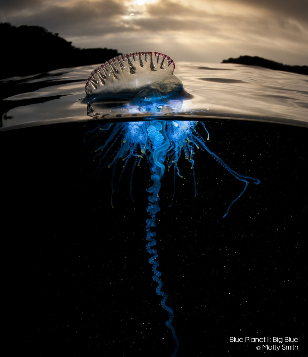 Portuguese Man-o-War: The Portuguese Man-o-War is a colonial animal ...