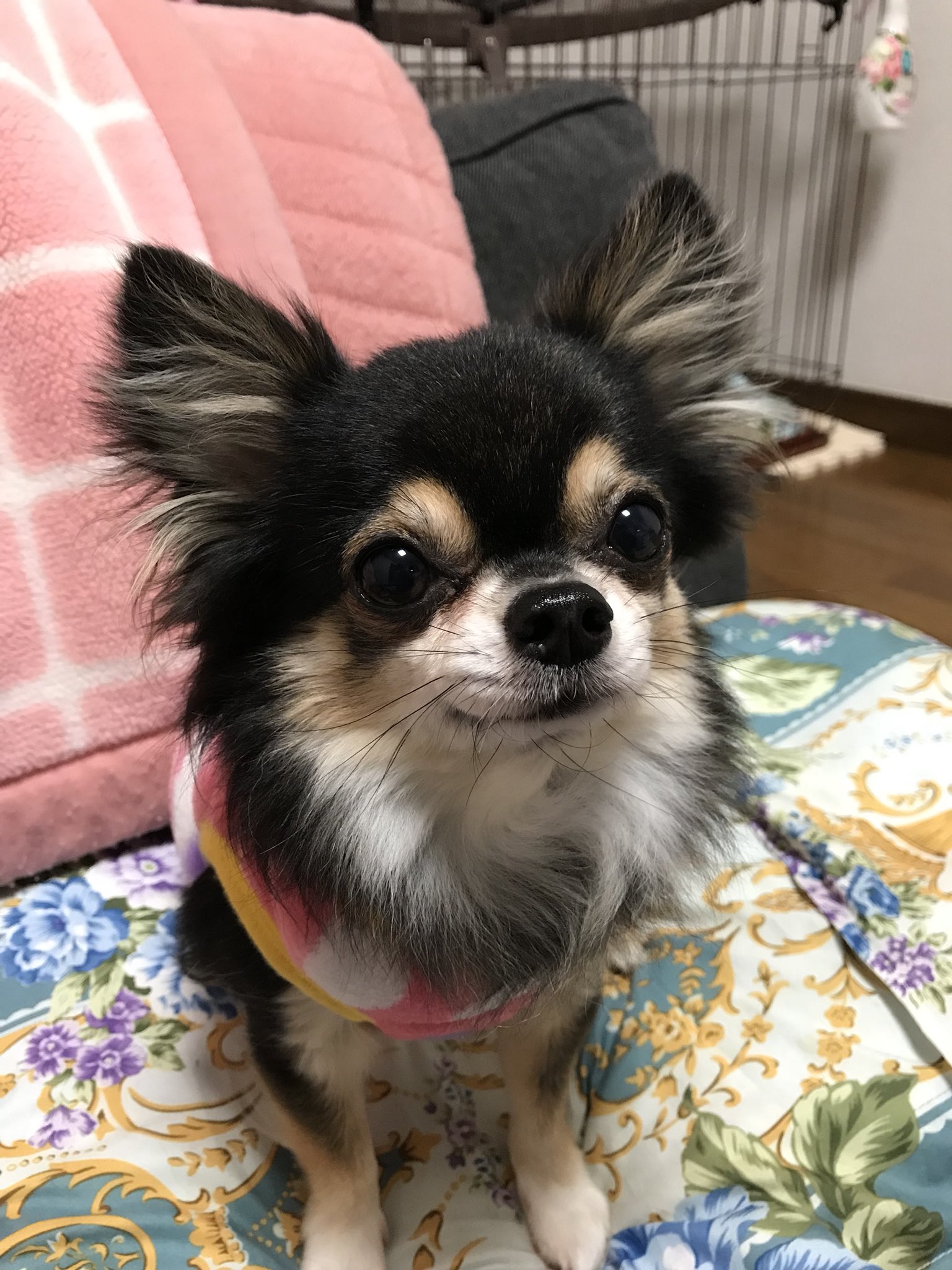 Twitter 上的 Yukari Takada 僕ちん ちゃんとお座りできますよん ちわわ部 愛犬 チワワ ブラックタンチワワ ロングコートチワワ まーちゃん お座り T Co Nrdvqjpc6i Twitter