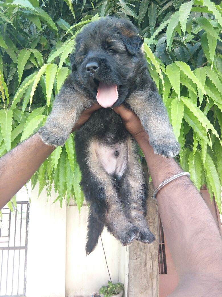 PrimePetMartJPR's tweet photo. #germanshepherd #puppy #puppylove #petshopinjaipur #primepetshop #primepetmart

https://t.co/MkqQsb3CNF https://t.co/T7uscbjGMH