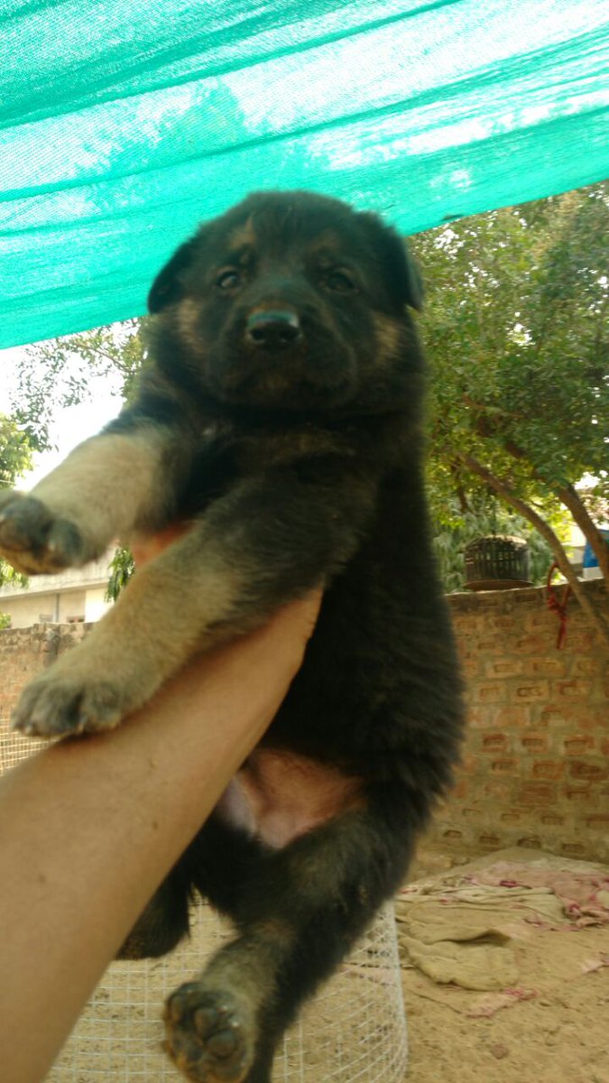 PrimePetMartJPR's tweet photo. #germanshepherd #puppy #puppylove #petshopinjaipur #primepetshop #primepetmart

https://t.co/MkqQsb3CNF https://t.co/T7uscbjGMH