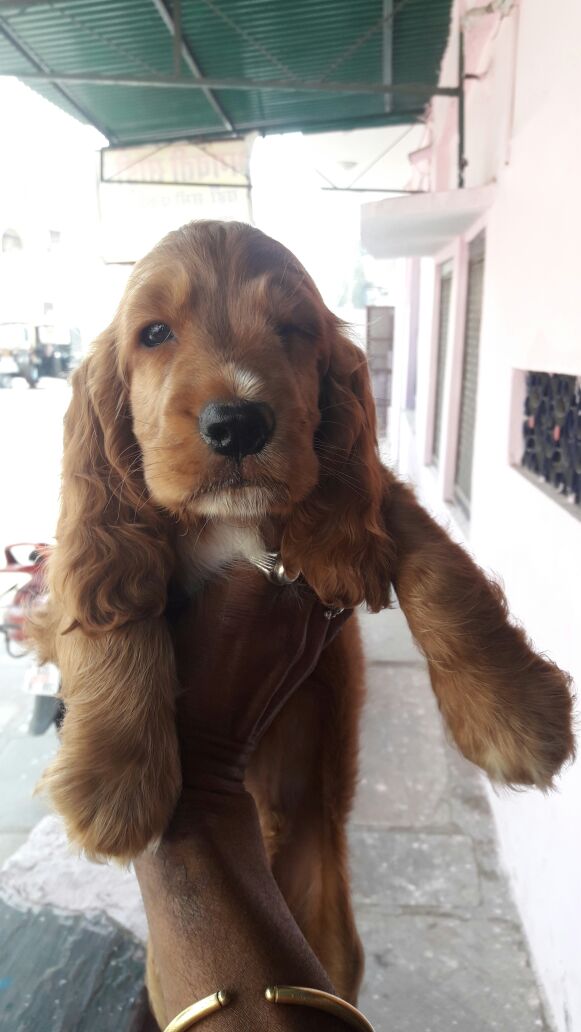 PrimePetMartJPR's tweet photo. #CockerSpaniel #puppy #pet #primepetshop #petshopinjaipur

https://t.co/MkqQsb3CNF https://t.co/TGUzAlwFVC