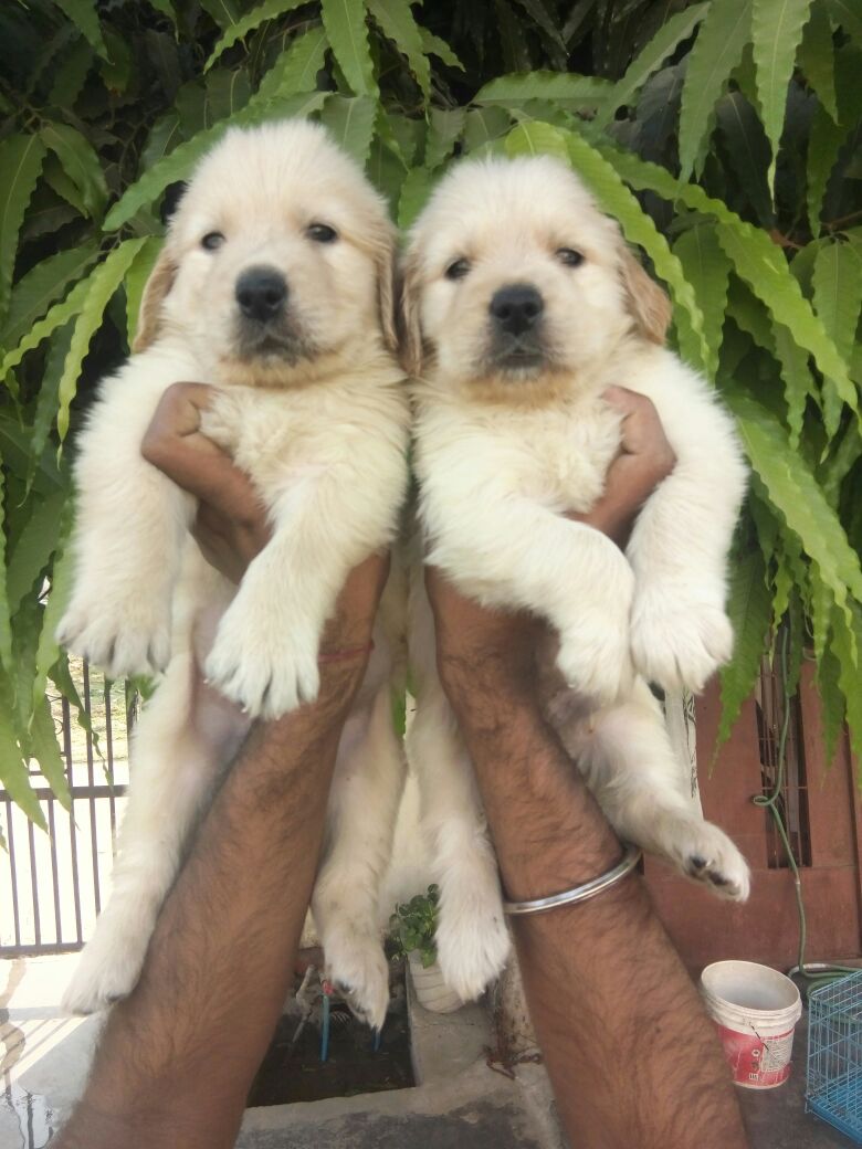 PrimePetMartJPR's tweet photo. #goldenretriever #puppylove #puppies #primepetmart #petshopinjaipur #primepetshop

https://t.co/MkqQsb3CNF https://t.co/Huxf7FjeT1