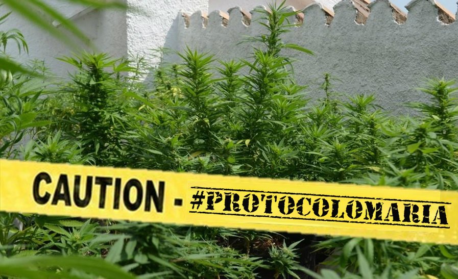 UCANN2017's tweet photo. Hoy #UCANN lanza #ProtocoloMaria para exigir un protocolo claro sobre el #Autocultivo de #cannabis https://t.co/AGTY0u1UOn