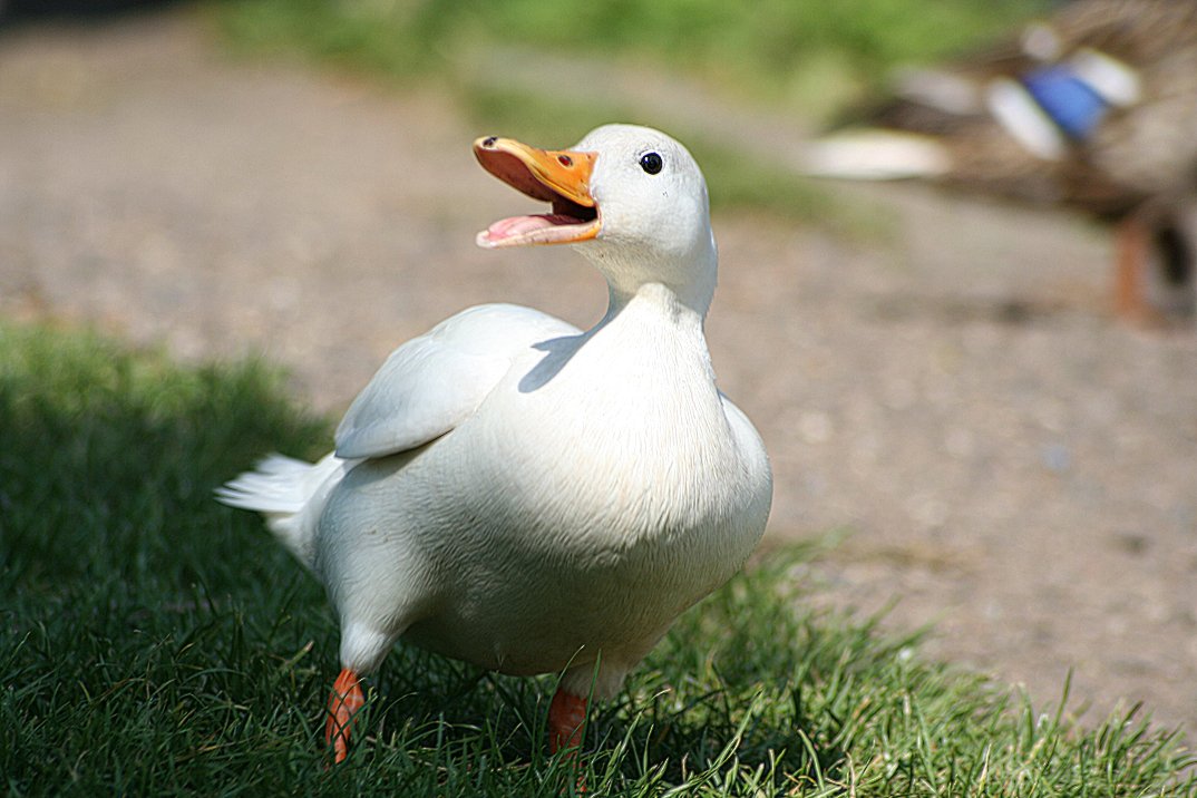 animalplantsci's tweet photo. Feeding behaviors can improve feed efficiency in Pekin ducks #economic_traits #feeding_behaviors #feed_efficiency
https://t.co/qkLqmvKxhj https://t.co/dS4h7jxswp