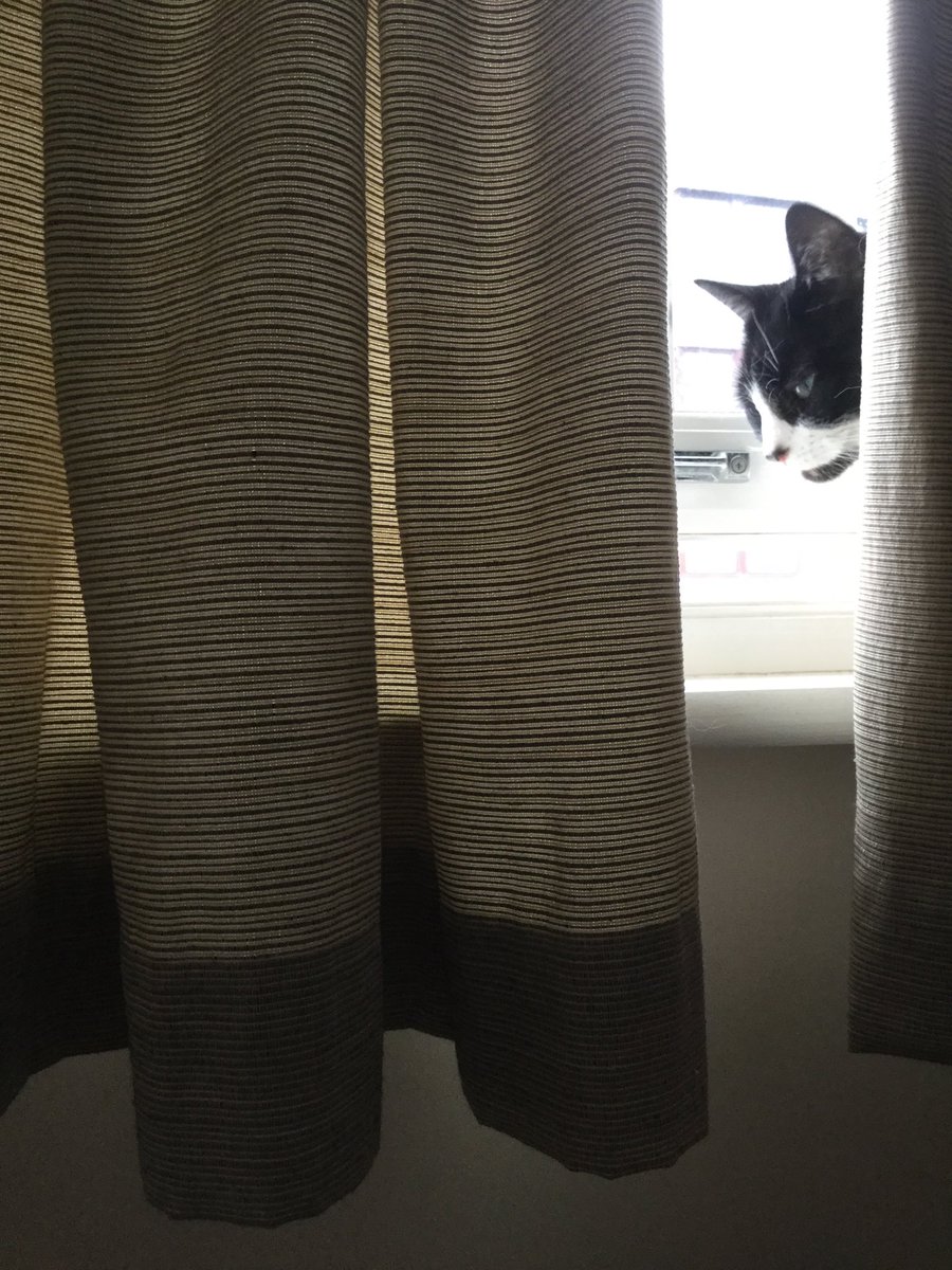 owenclark3's tweet photo. Bleugh. I’m never having nip again #cats #CatsOfTwitter #niphangover https://t.co/BY6yFF6Ije