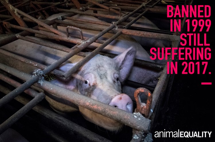 Breaking! Our investigation of 4 British <a href="/RedTractorFood/">Red Tractor</a> pig farms reveals widespread neglect of animal welfare laws and illegal practices. 

Demand action for pigs today! Sign and share the petition at: 
▶️animalequality.org.uk/actionforpigs