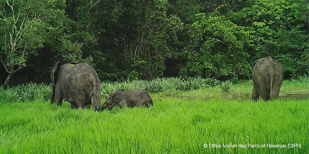 News: Elephant &amp; chimpanzee populations rebounding in Comoé Ntl Park, Côte d'Ivoire thanks to effective management &amp; international support for #WorldHeritage site bit.ly/2me7Yd8 #COP23 <a href="/IUCN_PA/">IUCN Protected and Conserved Areas</a>