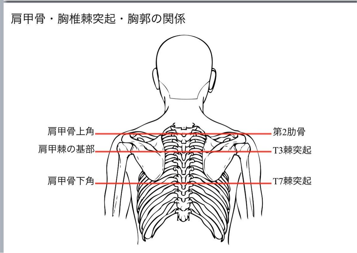 かずひろ先生 なるほど解剖学 肩甲骨と脊椎の高位 肩甲骨は第 2 7 肋骨の高さに位置する 肩甲棘は第 3 胸椎棘突起の高さ 肩甲骨の下角は第 7 胸椎棘突起の高さ 解剖学 体表解剖学 肩甲骨
