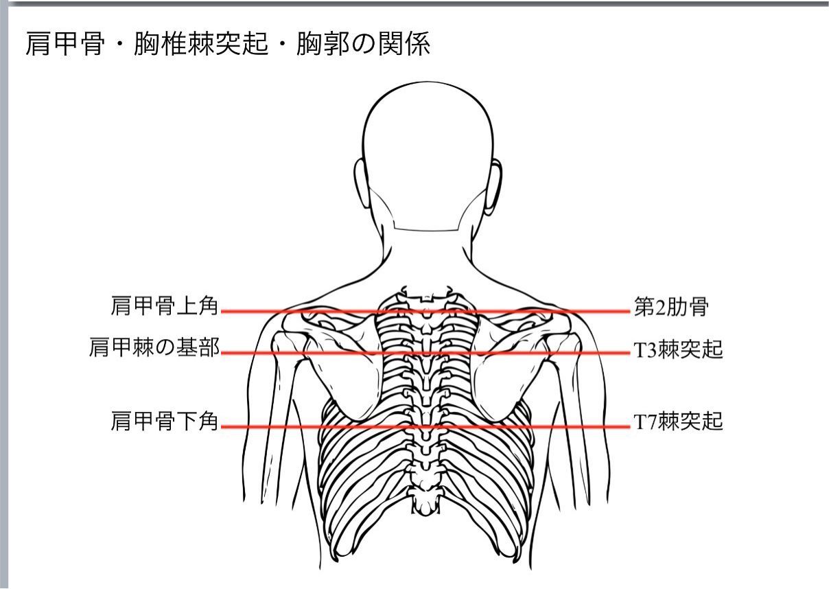 Twitter 上的かずひろ先生なるほど解剖学 肩甲骨と脊椎の高位 肩甲骨は第2 7 肋骨の高さに位置する 肩甲棘は第3 胸椎棘突起の高さ