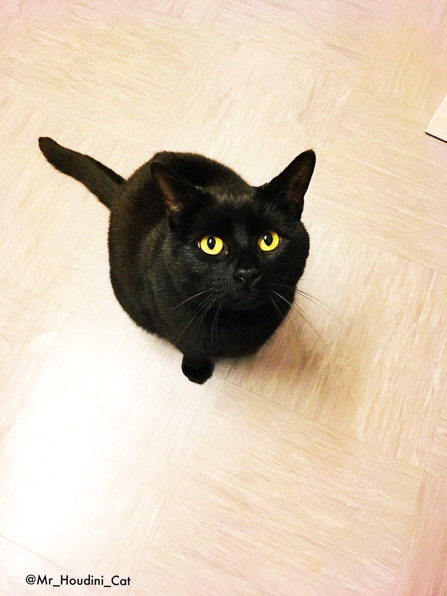 HoudiniMeow's tweet photo. Happy #tunatuesday Mum has no tuna but she has treats and a lot of it! Have a pawsome day! #catsoftwitter #catoftheday #catlife #blackcat #blackcats #adoptdontshop #love #animallove #cats #catlover #kitty #Mr_Houdini_Cat #Houdini ❤️🐾😽👌 https://t.co/dfZJmuNnCa