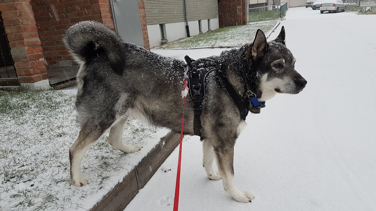 oslolove2004's tweet photo. The one who enjoys snow the most 😊🐕 #varg #Jamthund https://t.co/JIlA9ZEafy