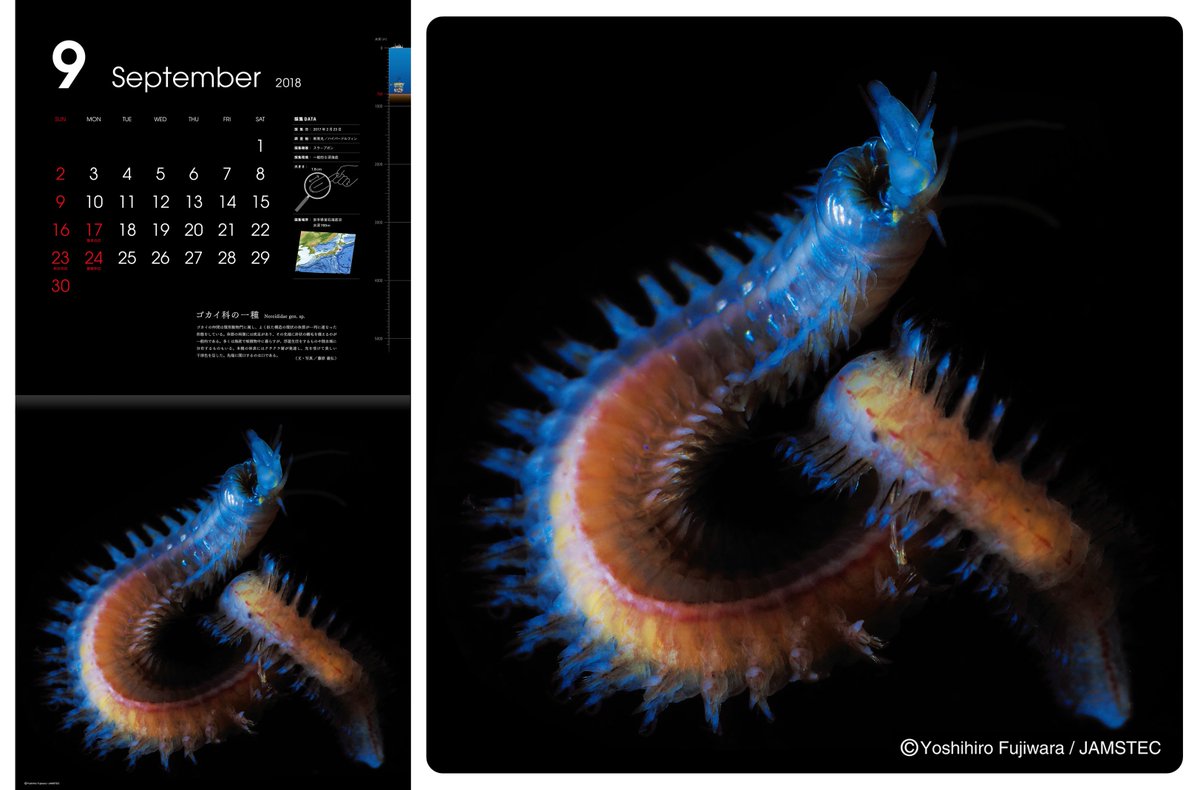 ゴカイ Na Twitterze