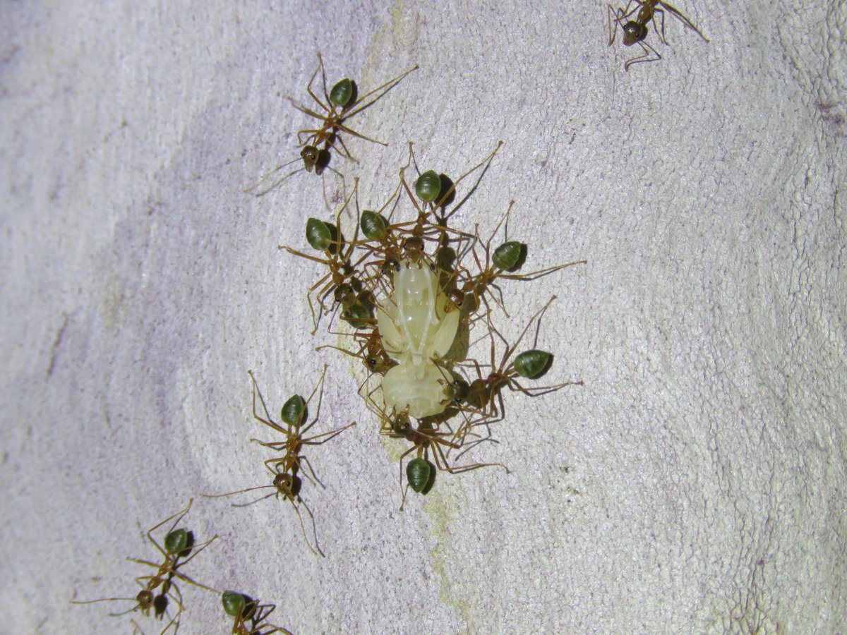 Anthony_Walton0's tweet photo. #Green #Weaver #Ant #Queen #Larvea being transported between nests, from Oak Valley, Townsville, AUS #Photography #Wilflife #Antscanada #Insects https://t.co/Bc9jjuOsfs