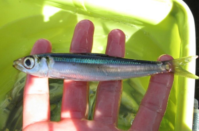 キャンプ日和 ウルメイワシは栄養素が豊富 おすすめレシピと釣り方を解説 T Co 3zfywfm5cs アイキャッチ画像出典 釣具のポイント ウルメイワシってどんな魚 出典 釣具のポイント ウルメイワシはニシン目ニシン亜目ニシン科に属する海水魚 最大