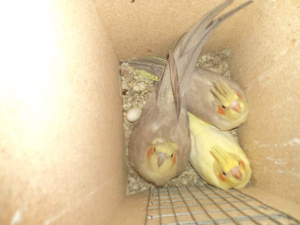 PraedYvette's tweet image. i'am sharing a pic and of the Mother Cockatiel and her 2 babies Cockatiels and they were born and in October and they are still in the nesting box.
