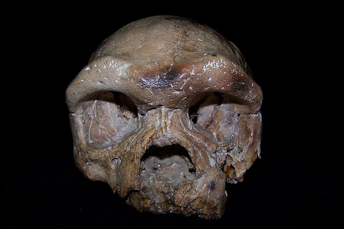 newscientist's tweet image. Ancient skull from China may rewrite the origins of our species bit.ly/2hxS2RN
