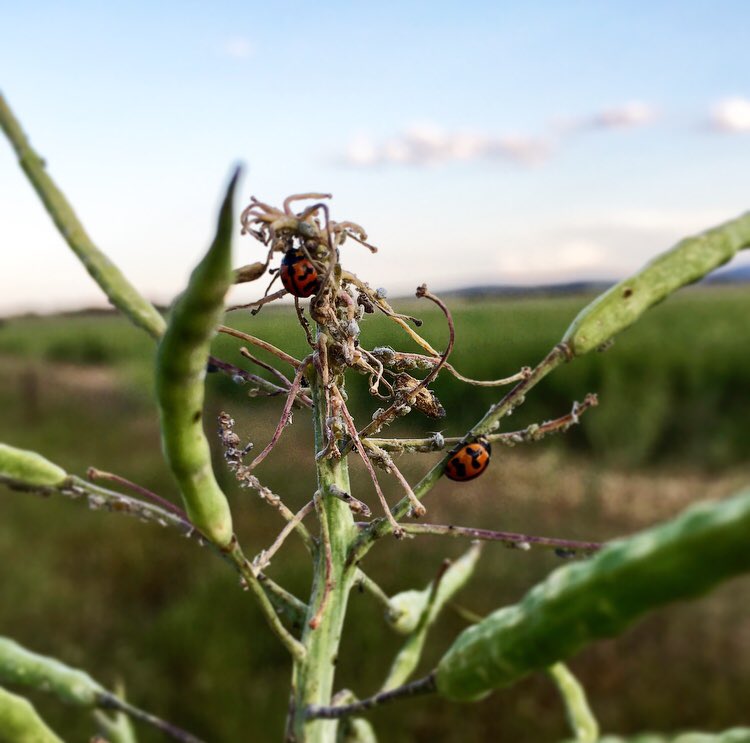 seerzy5's tweet photo. Not all insects are bad #Ladybug #ladybuglove https://t.co/fUnBRjwVhO