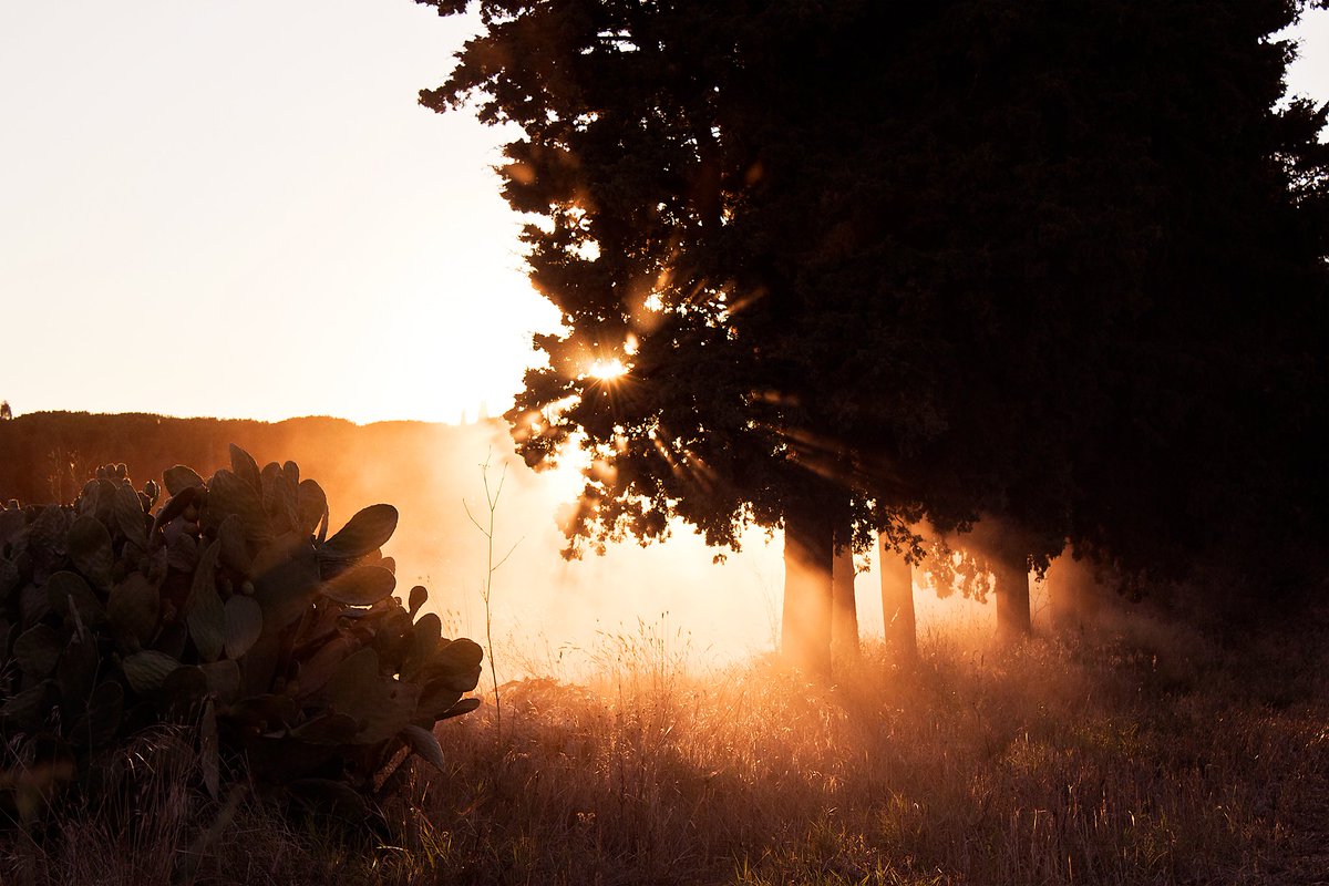 dolphography's tweet photo. #dolphography 📷 Tuscany sun #photooftheday #photo #photography #travelphotography #travel #Tuscany #sunset #sun #tree #500pxrtg https://t.co/1SaNXdu7aw