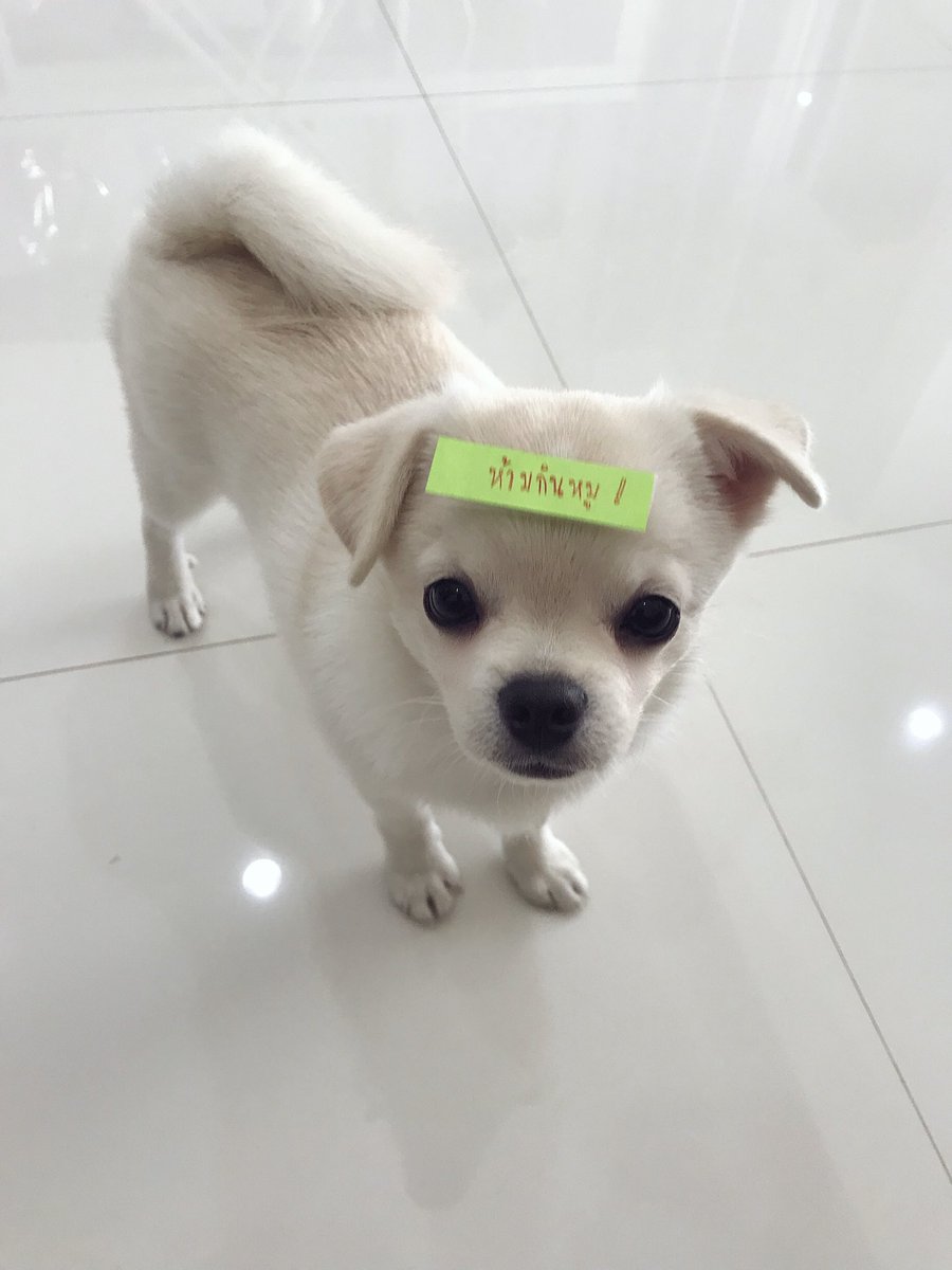 Donaldae's tweet photo. งดแดกหมูชั่วคราวจ่ะ อ้วนจนบ้านร้าวแล้ว https://t.co/1jbQmeem2W