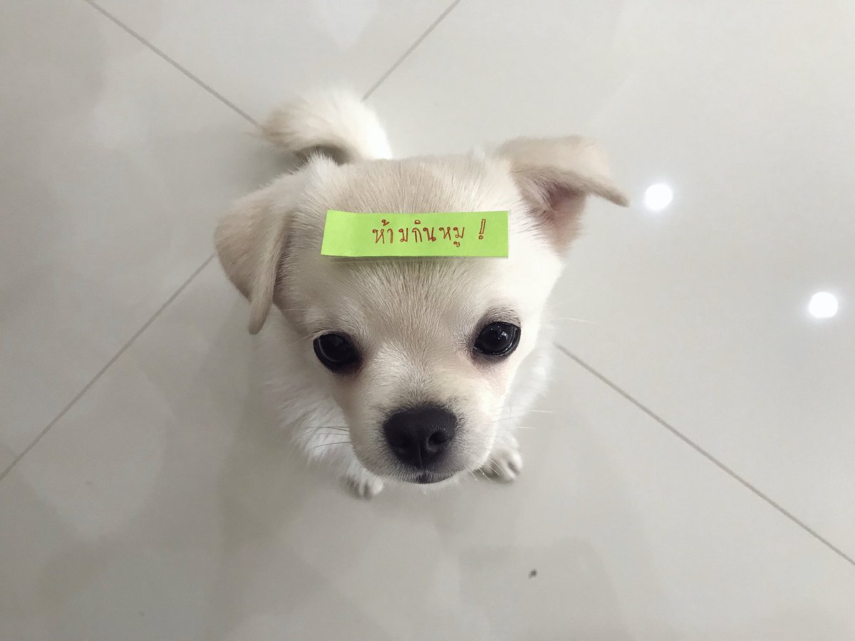 Donaldae's tweet photo. งดแดกหมูชั่วคราวจ่ะ อ้วนจนบ้านร้าวแล้ว https://t.co/1jbQmeem2W