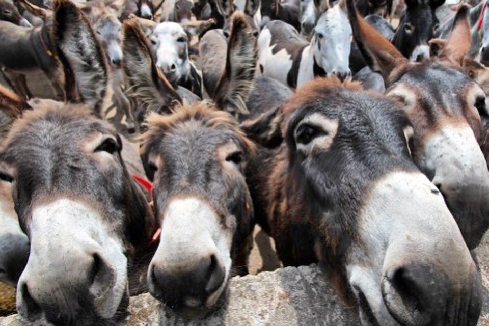 Burro sagt: du bist der durchschnitt der 5 Esel mit denen du dich umgibst!!! #donkeybusiness #clubdelburro #neukölln #motivationalquotes #motivationmondayontuesday