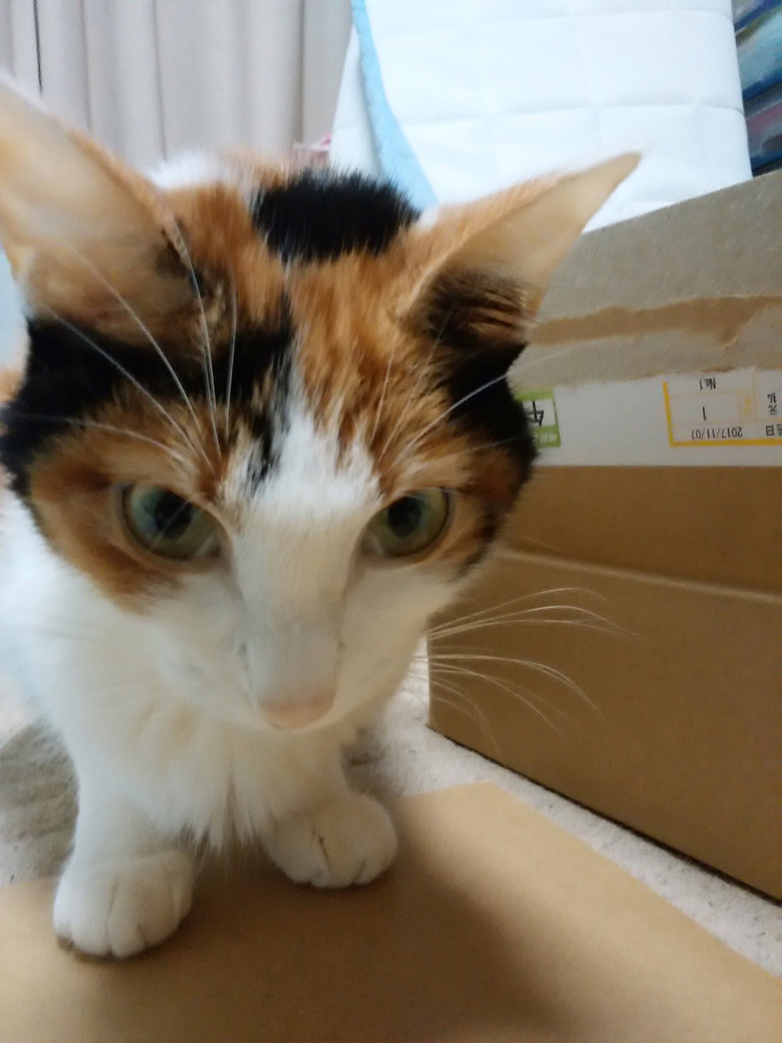 Mina隊長 Fate Gear 新作発売中 こはるん入院しました 一時ショック状態で目が見えてなかったのですが見えるようになりました 2kgだった体重も1 5kgに 熱もなく腹水もないのでドライタイプのコロナウィルスなのか 検査結果を待ちます 隊長と小春