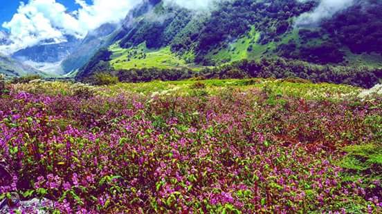Valley of Flowers is core zone of NandaDevi #Biosphere reserve. Also famous for successful working of People and Forest Deptartment. Way back DFO, Joshimath encouraged people to make EcoDevelopment Committee by initial funding and technical support.