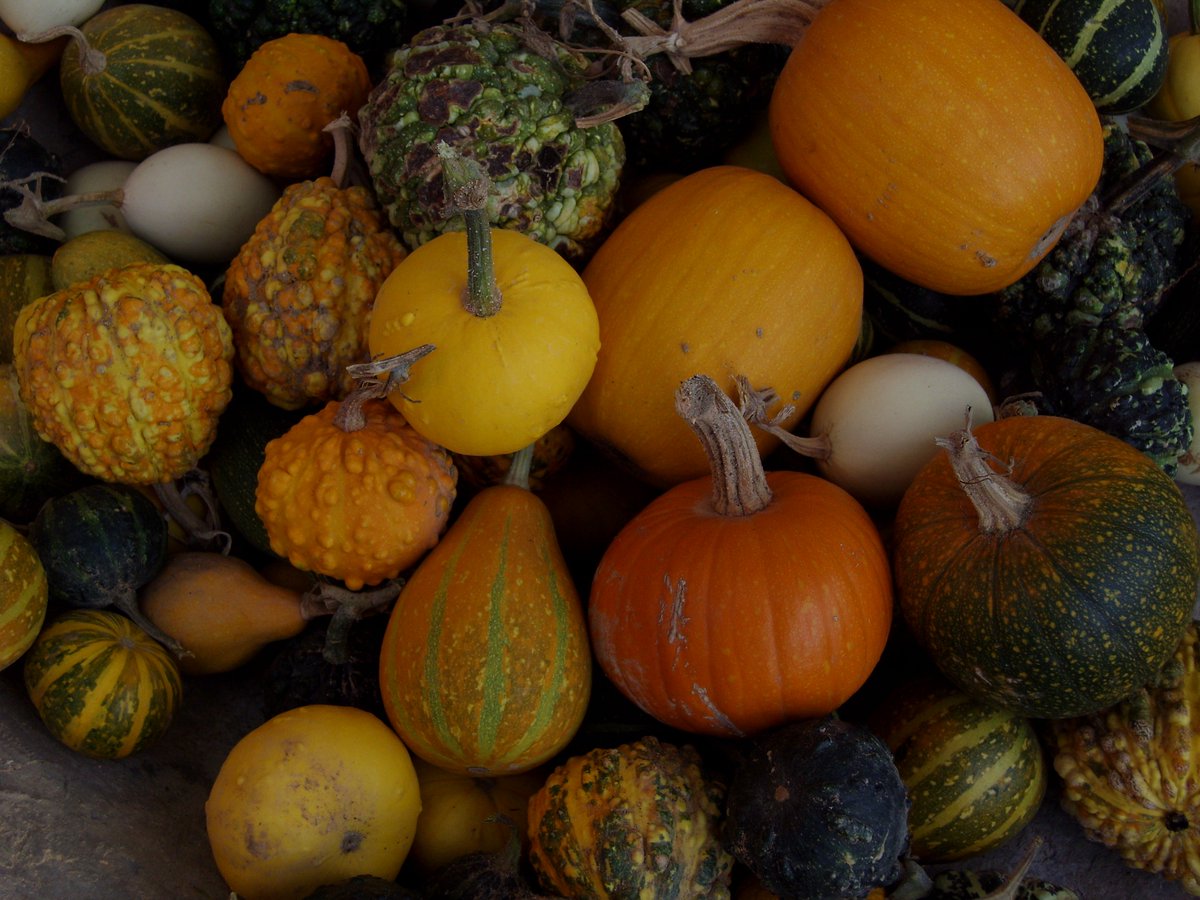 _PaZeando_'s tweet photo. ¡Muy buenos días! Como estamos en temporada, aquí os dejo una selección de calabazas del huerto de mi padre... Las hay para todos los gustos 👨🌾🎃
#PaZeando #comunicacionconsentimiento #soydepueblo #trotamundos #nomada #experiencias #ponelcorazon #nacesOpaces #lugaresconencanto https://t.co/BLJgmAXHKN