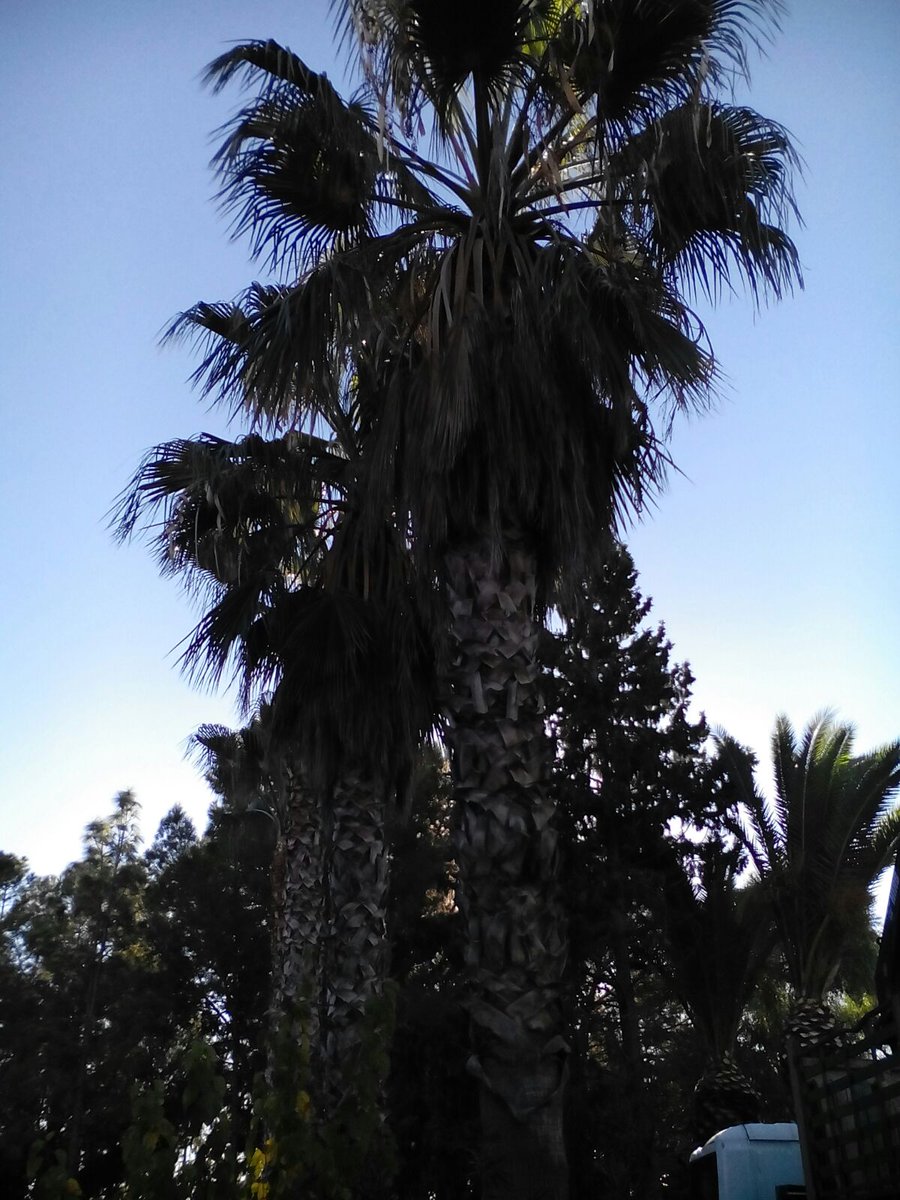 vadecons's tweet photo. Seguimos con la poda palmeras
Hacemos presupuesto sin compromiso.
Buenos días. https://t.co/7WrvnRossR