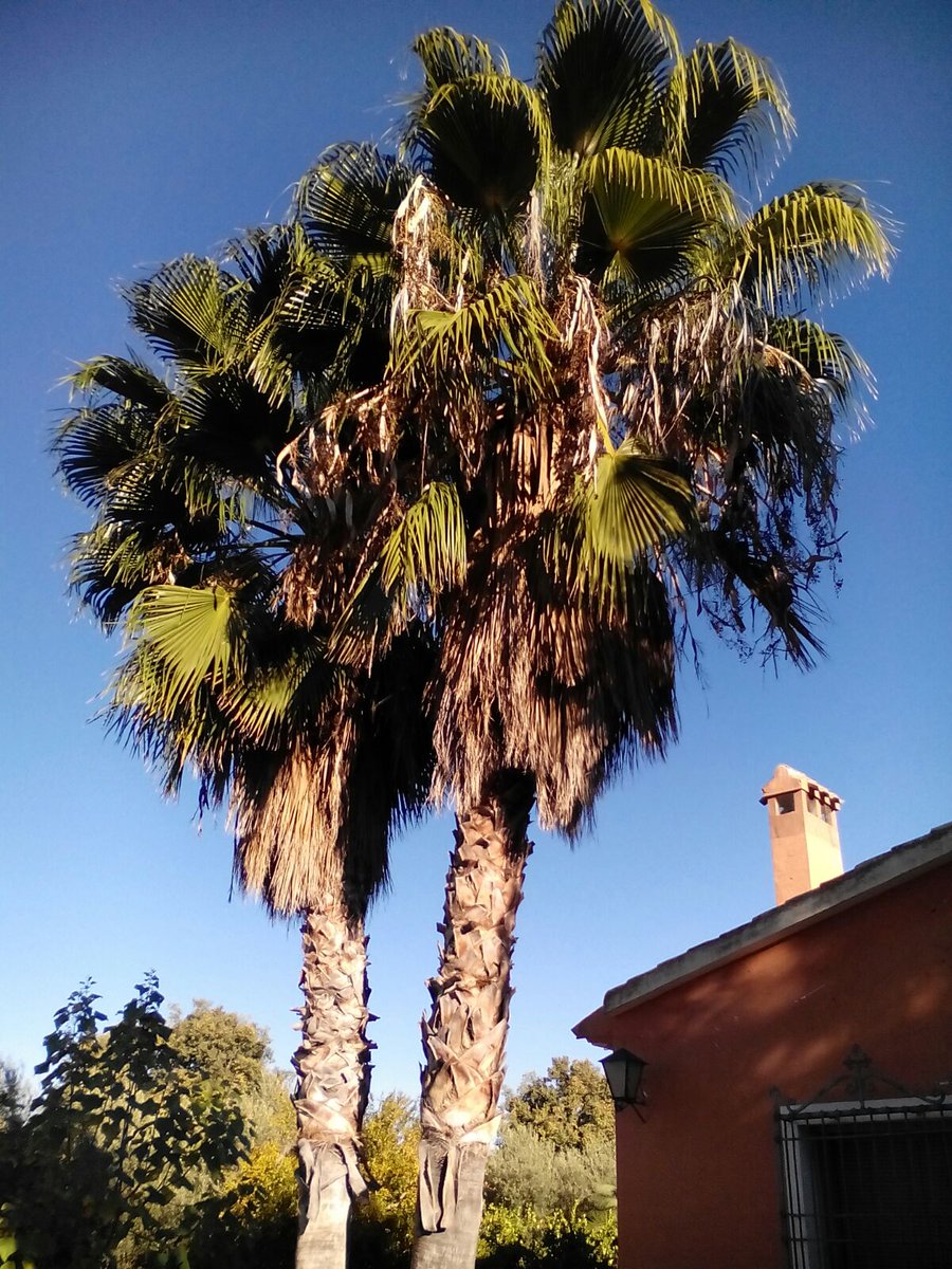 vadecons's tweet photo. Seguimos con la poda palmeras
Hacemos presupuesto sin compromiso.
Buenos días. https://t.co/7WrvnRossR