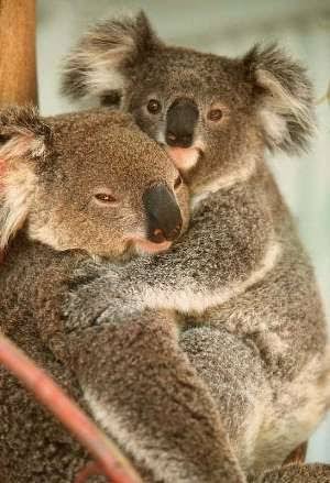 ____Kelly__'s tweet photo. #koala #cuddles https://t.co/Cj6zVLAAnW
