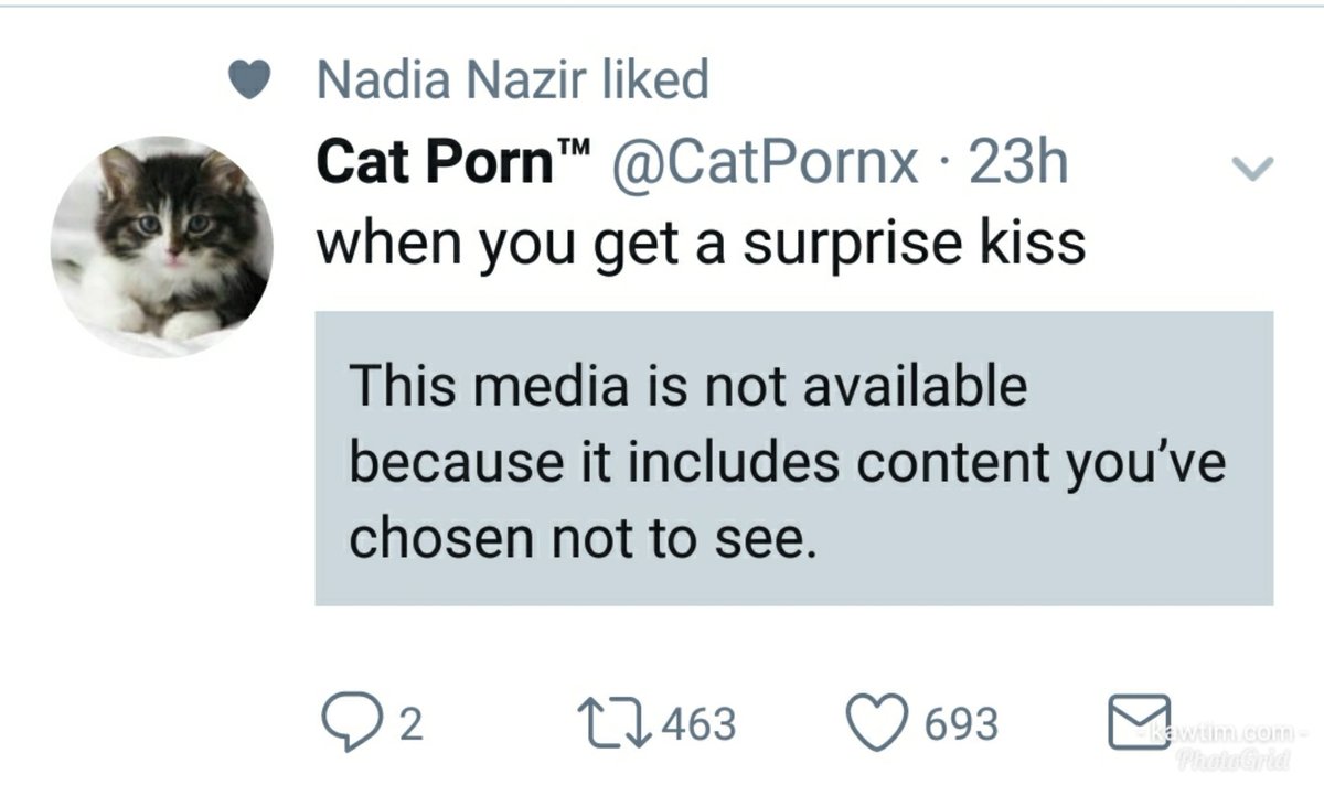 Kiss Cat Porn - Cat Pornâ„¢ on Twitter: \