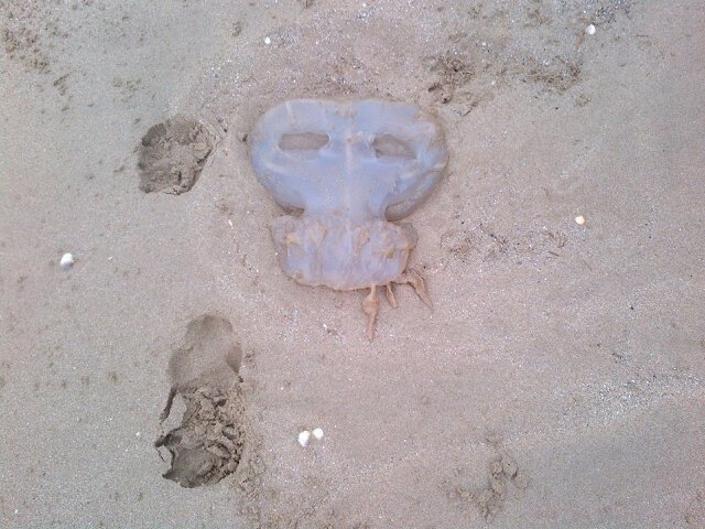 Lady_Riva's tweet photo. Dangerous beach ahead! https://t.co/AoM0k3dn50