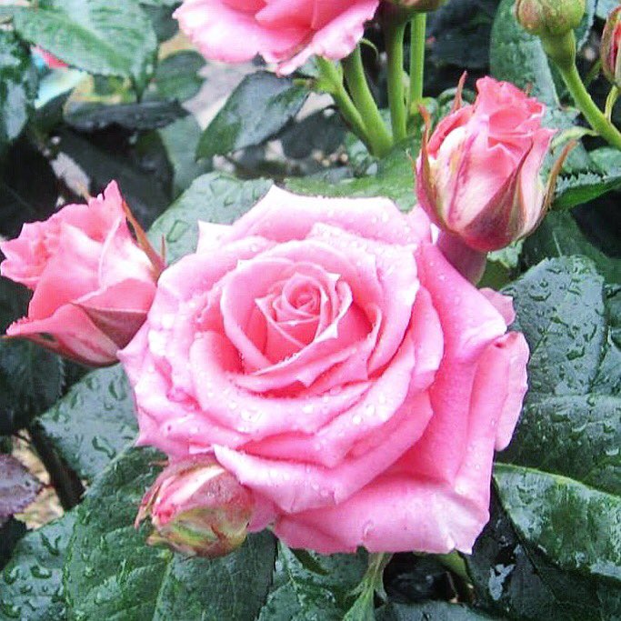 Good night😃😃😃✌️✌️✌️🌹🌹🌹