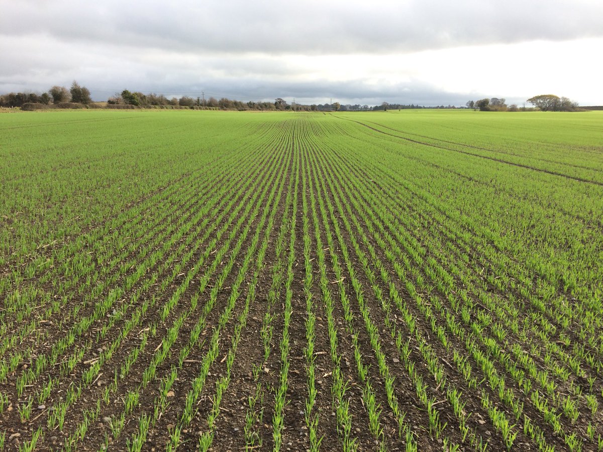 Very good establishment of #glutenfree oat crop sown mid October @ 147kg/ha @GlanbiaAgri