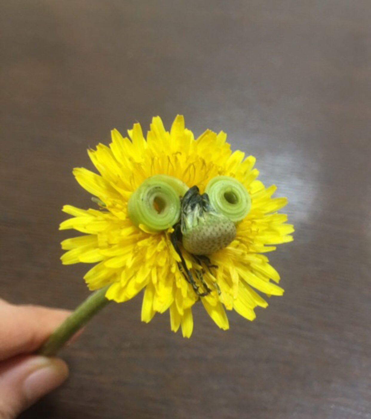 تويتر Inori على تويتر ホントくだらなくて申し訳ないのですが タンポポの花托の茎を割いて水に漬けていたら変な形になったので鼻メガネにしました そして夜ふと鼻メガネタンポポを見たら花が閉じて カッパ Et となっていてギョッとしたのでした 鼻メガネ تويتر Inori على تويتر ホントくだらなくて申し訳ないのですが タンポポの花托の茎を割いて水に漬けていたら変な形になったので鼻メガネにしました そして夜ふと鼻メガネタンポポを見たら花が閉じて カッパ Et となっていてギョッとしたのでした 鼻メガネ