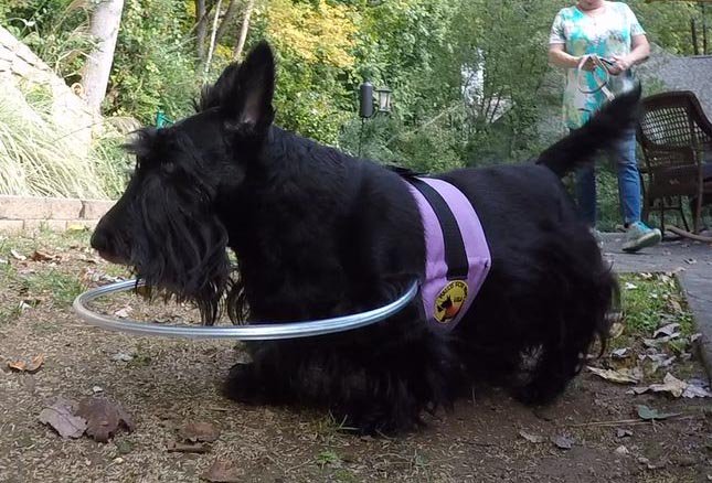 halosforpaws's tweet photo. We have a new Llghtweight Halo Harness! #blinddog #blinddogs #halodog #halovest #haloharness #scottyboy https://t.co/m3pDzfBL40