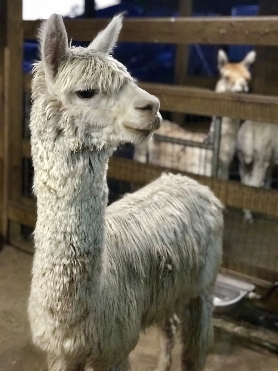 Hanging with alpacas this morning in Dade City. Open House at Sweet