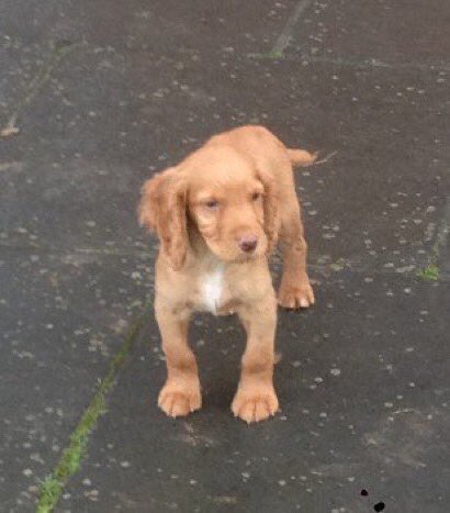 BUZZ, Male Cocker Spaniel Red (Age: Puppy)
Stolen from Sherboure St John, #Basingstoke #Hampshire, RG24 area, South East on 9th November 2019.
Home burglary. 
CONTACT: 07732452902 or 07731980824
or call <a href="/HantsPolice/">Hampshire Police</a> on 101
DogLost page #ScanMe doglost.co.uk/dog-blog.php?d….