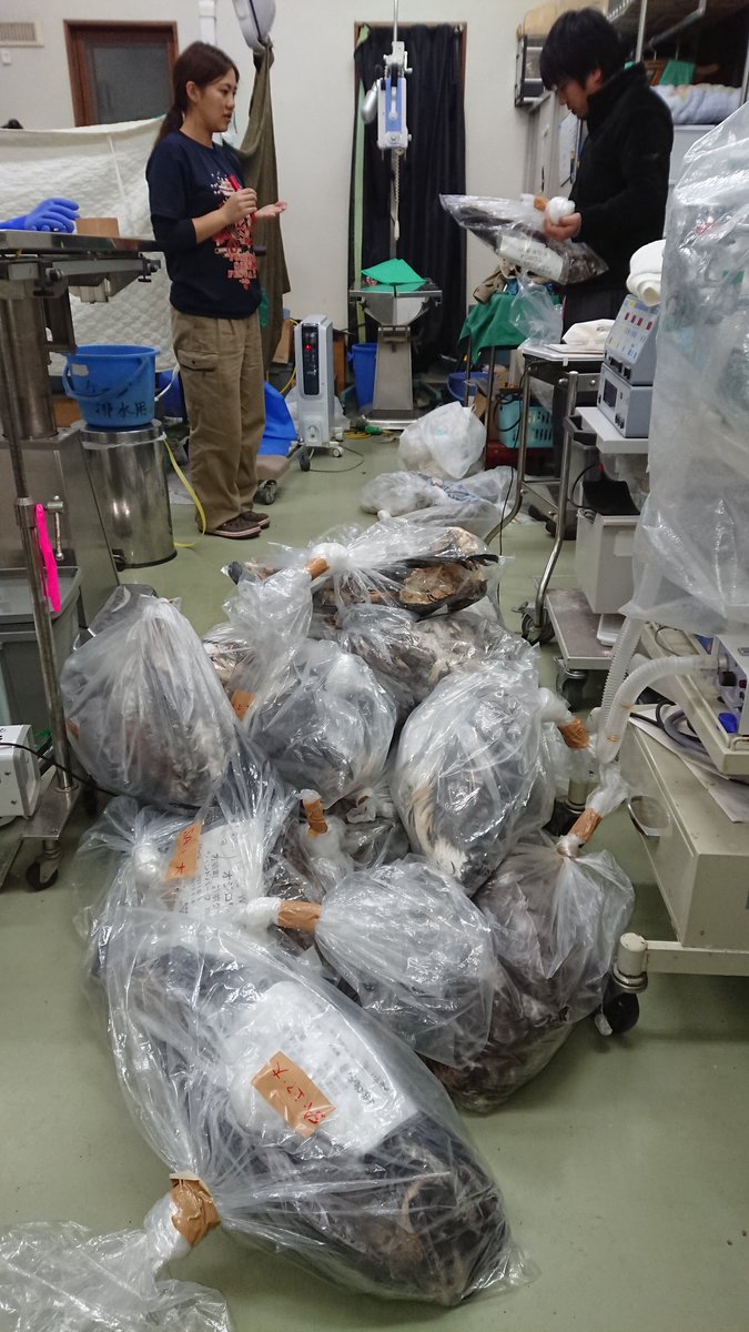 猛禽類医学研究所が、風力発電用の風車に衝突して死んだオジロワシたちの亡骸の収められた袋の写真をアップし、発電設備と野生動物との共生が難しいという問題を提起
