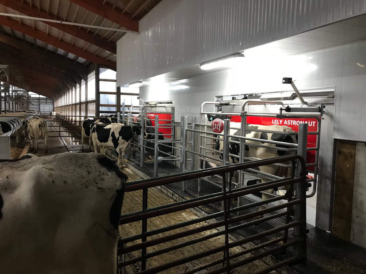 We are milking cows #lelyknowhow <a href="/jseehafer/">John Seehafer</a> <a href="/DairyRobot/">Lely North America</a> <a href="/LelyHolding/">Lely</a>