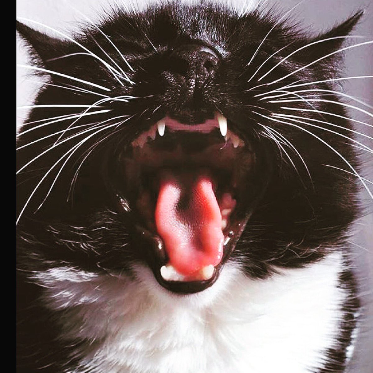 Congratulations to @itsjessjay who's wonderful fur baby #morag has won her a #lushpumpkingift #lushinvernessbewitched #lushcompetitionwinner