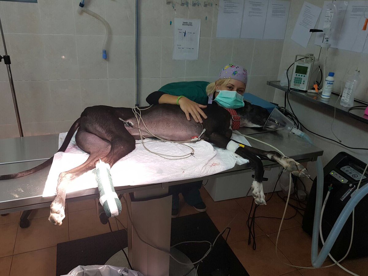 veredanueva's tweet photo. Hoy hemos operado a #Albin, el galgo de nuestra compañera Fani, tenía #osteolisis cuando lo adoptó, produce #cogera y #dolor. https://t.co/tZhzE6esIc