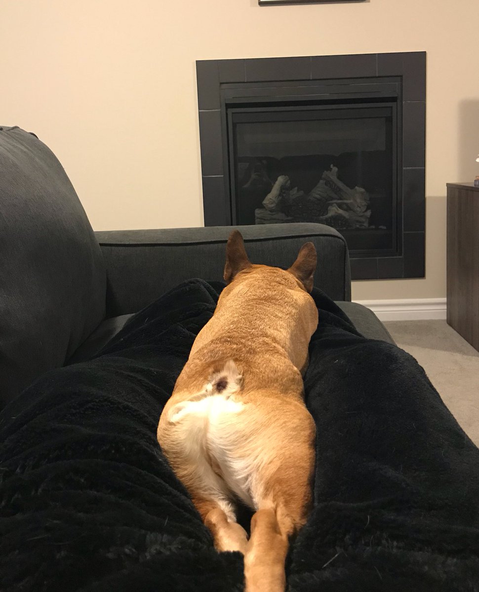 Pcorman23's tweet photo. Update on life with dogs: they’re awesome! #lovethem #lazydaysoff https://t.co/Z1OswQBIRF