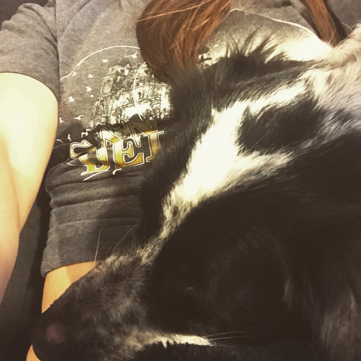Pcorman23's tweet photo. Update on life with dogs: they’re awesome! #lovethem #lazydaysoff https://t.co/Z1OswQBIRF