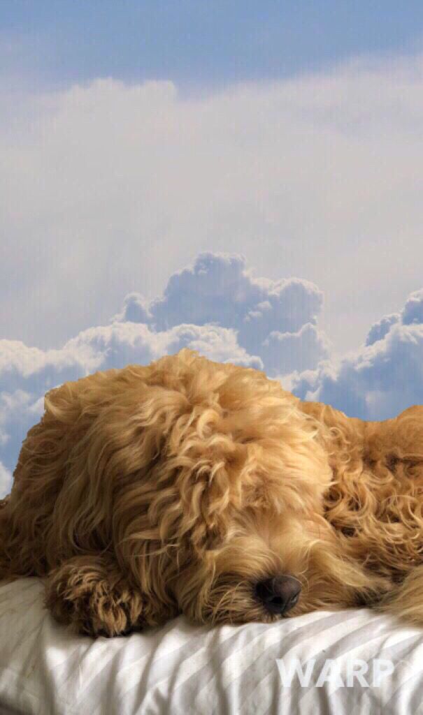 WarpPhotoApp's tweet photo. #thatfeeling you put everything in #TheCloud including your #dog. 

#warpphoto #doggo #goldendoodle #nap #clouds #PhotoOfTheNight #pupper https://t.co/D0MFuc36Jf